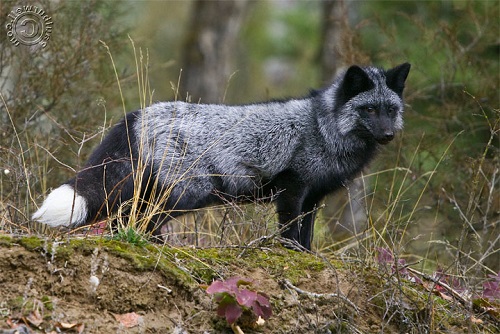 Silver (Red) Fox standing on a small hill – CA
