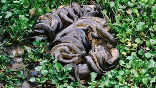 Snake pit anaconda